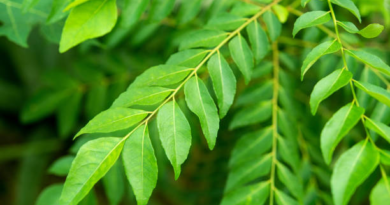 Curry Leaves