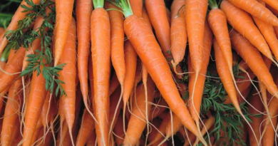 Carrot