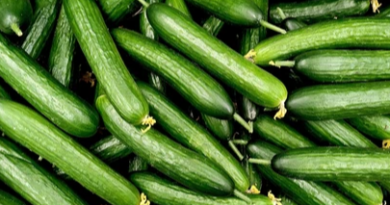 Cucumber